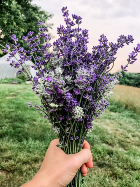 Fresh Lavender Bundle